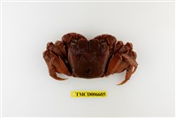 藏品(帝王仿相手蟹)的圖片